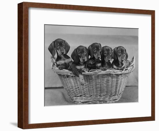 Basket of Puppies-Thomas Fall-Framed Photographic Print