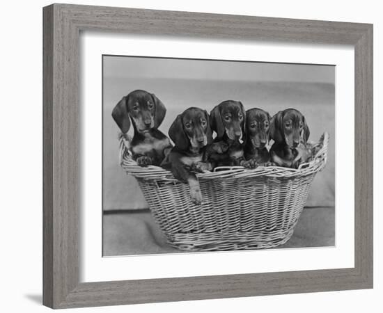 Basket of Puppies-Thomas Fall-Framed Photographic Print