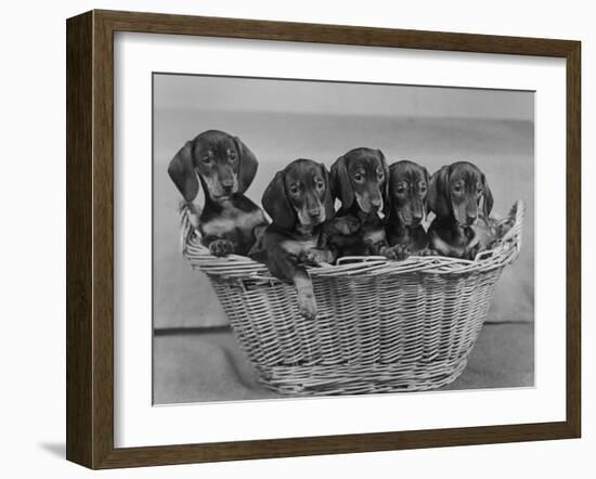 Basket of Puppies-Thomas Fall-Framed Photographic Print