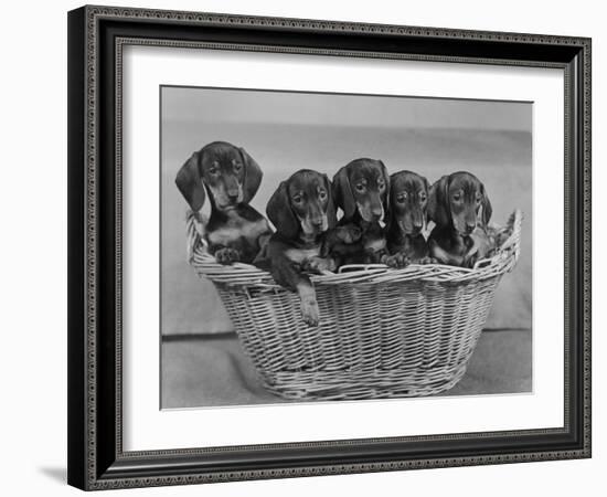 Basket of Puppies-Thomas Fall-Framed Photographic Print