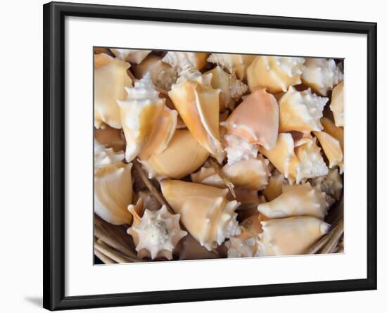 Basket of Sea Shells for Sale at a Shop in St Ives, Cornwall, England-John Warburton-lee-Framed Photographic Print