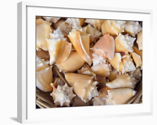 Basket of Sea Shells for Sale at a Shop in St Ives, Cornwall, England-John Warburton-lee-Framed Photographic Print