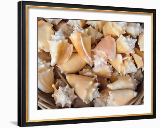 Basket of Sea Shells for Sale at a Shop in St Ives, Cornwall, England-John Warburton-lee-Framed Photographic Print