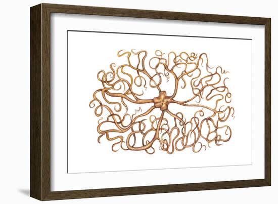 Basket Star (Gorgonocephalus Arcticus), Echinoderms, Invertebrates-Encyclopaedia Britannica-Framed Art Print