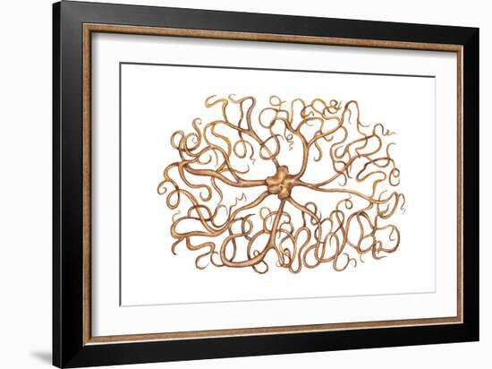 Basket Star (Gorgonocephalus Arcticus), Echinoderms, Invertebrates-Encyclopaedia Britannica-Framed Art Print