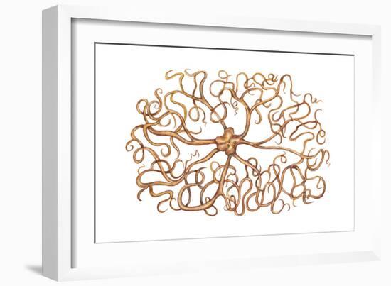 Basket Star (Gorgonocephalus Arcticus), Echinoderms, Invertebrates-Encyclopaedia Britannica-Framed Art Print