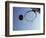 Basketball and Hoop-Paul Sutton-Framed Photographic Print