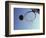 Basketball and Hoop-Paul Sutton-Framed Photographic Print