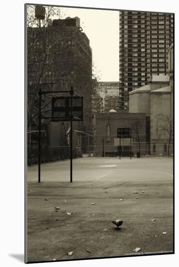 Basketball Court Pigeon NYC-null-Mounted Photo