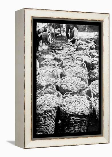 Baskets of Wine Grapes at Richon le Zion-null-Framed Stretched Canvas