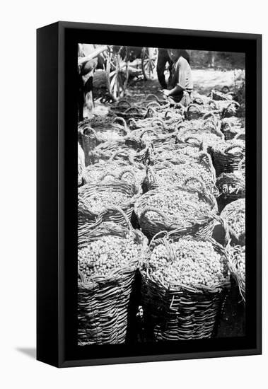 Baskets of Wine Grapes at Richon le Zion-null-Framed Stretched Canvas