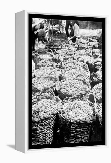 Baskets of Wine Grapes at Richon le Zion-null-Framed Stretched Canvas