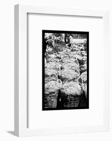 Baskets of Wine Grapes at Richon le Zion-null-Framed Photo