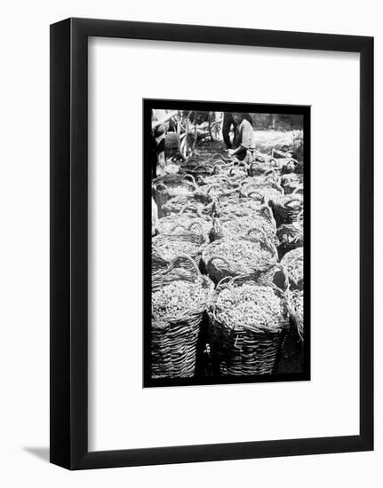 Baskets of Wine Grapes at Richon le Zion-null-Framed Photo