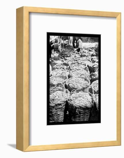 Baskets of Wine Grapes at Richon le Zion-null-Framed Photo