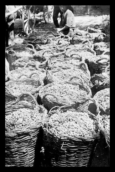 Photo, , large