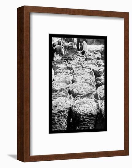 Baskets of Wine Grapes at Richon le Zion-null-Framed Photo