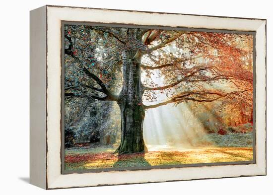 Basking In The Sun-Lars Van de Goor-Framed Premier Image Canvas