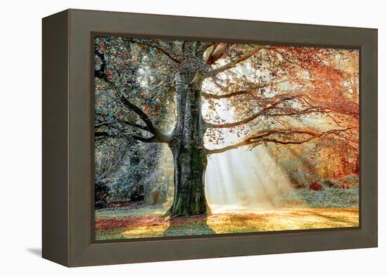 Basking In The Sun-Lars Van de Goor-Framed Premier Image Canvas