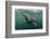 Basking Shark (Cetorhinus Maximus) Feeding at the Surface on Plankton, Cairns of Coll, Scotland, UK-Alex Mustard-Framed Photographic Print