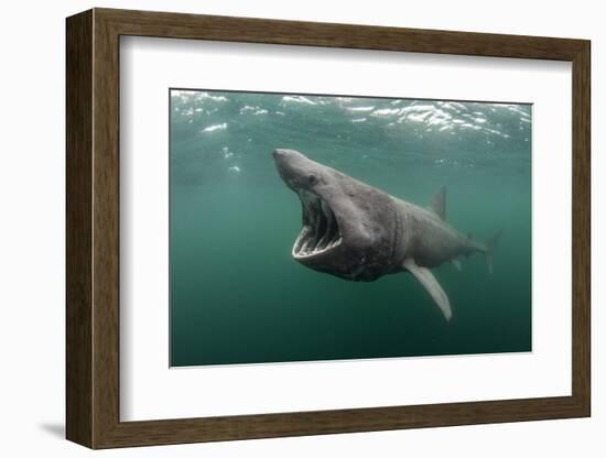 Basking Shark (Cetorhinus Maximus) Feeding at the Surface on Plankton, Cairns of Coll, Scotland, UK-Alex Mustard-Framed Photographic Print