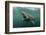 Basking Shark (Cetorhinus Maximus) Feeding at the Surface on Plankton, Cairns of Coll, Scotland, UK-Alex Mustard-Framed Photographic Print