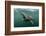 Basking Shark (Cetorhinus Maximus) Feeding at the Surface on Plankton, Cairns of Coll, Scotland, UK-Alex Mustard-Framed Photographic Print