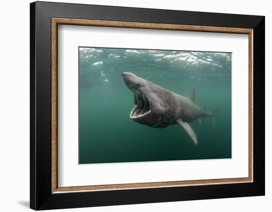 Basking Shark (Cetorhinus Maximus) Feeding at the Surface on Plankton, Cairns of Coll, Scotland, UK-Alex Mustard-Framed Photographic Print