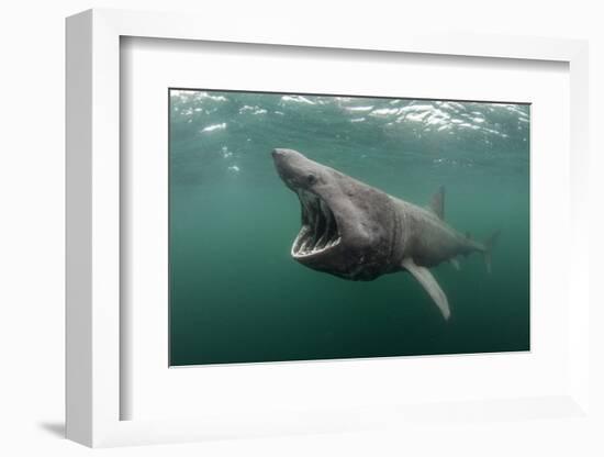 Basking Shark (Cetorhinus Maximus) Feeding at the Surface on Plankton, Cairns of Coll, Scotland, UK-Alex Mustard-Framed Photographic Print