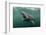 Basking Shark (Cetorhinus Maximus) Feeding at the Surface on Plankton, Cairns of Coll, Scotland, UK-Alex Mustard-Framed Photographic Print