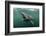 Basking Shark (Cetorhinus Maximus) Feeding at the Surface on Plankton, Cairns of Coll, Scotland, UK-Alex Mustard-Framed Photographic Print