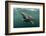 Basking Shark (Cetorhinus Maximus) Feeding at the Surface on Plankton, Cairns of Coll, Scotland, UK-Alex Mustard-Framed Photographic Print