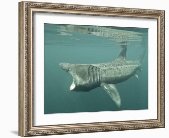 Basking Shark (Cetorhinus Maximus) Feeding on Plankton, Hebrides, Scotland, United Kingdom, Europe-Mark Harding-Framed Photographic Print