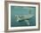 Basking Shark (Cetorhinus Maximus) Feeding on Plankton, Hebrides, Scotland, United Kingdom, Europe-Mark Harding-Framed Photographic Print