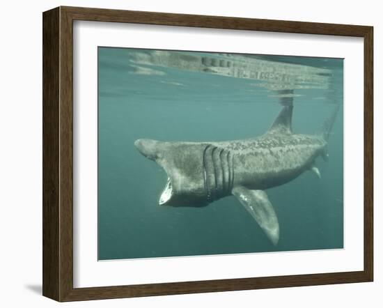 Basking Shark (Cetorhinus Maximus) Feeding on Plankton, Hebrides, Scotland, United Kingdom, Europe-Mark Harding-Framed Photographic Print