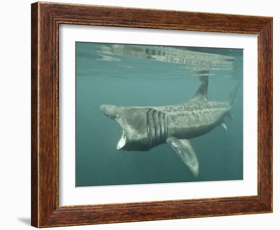 Basking Shark (Cetorhinus Maximus) Feeding on Plankton, Hebrides, Scotland, United Kingdom, Europe-Mark Harding-Framed Photographic Print