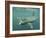 Basking Shark (Cetorhinus Maximus) Feeding on Plankton, Hebrides, Scotland, United Kingdom, Europe-Mark Harding-Framed Photographic Print