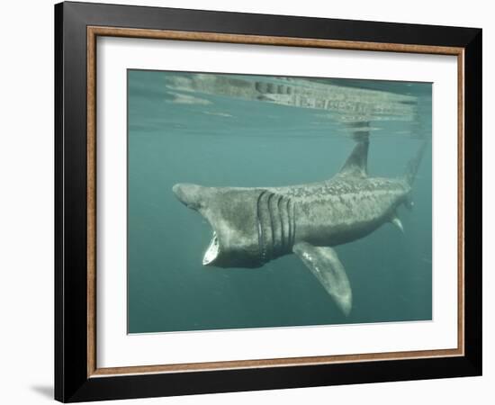 Basking Shark (Cetorhinus Maximus) Feeding on Plankton, Hebrides, Scotland, United Kingdom, Europe-Mark Harding-Framed Photographic Print