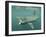 Basking Shark (Cetorhinus Maximus) Feeding on Plankton, Hebrides, Scotland, United Kingdom, Europe-Mark Harding-Framed Photographic Print