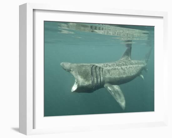 Basking Shark (Cetorhinus Maximus) Feeding on Plankton, Hebrides, Scotland, United Kingdom, Europe-Mark Harding-Framed Photographic Print