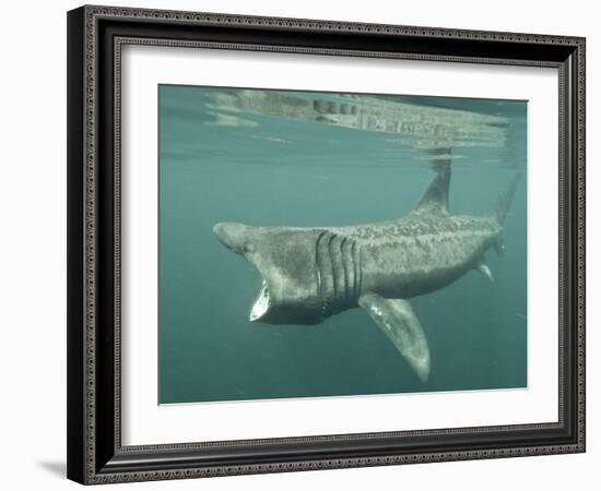 Basking Shark (Cetorhinus Maximus) Feeding on Plankton, Hebrides, Scotland, United Kingdom, Europe-Mark Harding-Framed Photographic Print