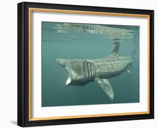 Basking Shark (Cetorhinus Maximus) Feeding on Plankton, Hebrides, Scotland, United Kingdom, Europe-Mark Harding-Framed Photographic Print