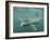 Basking Shark (Cetorhinus Maximus) Feeding on Plankton, Hebrides, Scotland, United Kingdom, Europe-Mark Harding-Framed Photographic Print