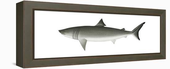 Basking Shark (Cetorhinus Maximus), Fishes-Encyclopaedia Britannica-Framed Stretched Canvas