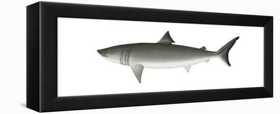 Basking Shark (Cetorhinus Maximus), Fishes-Encyclopaedia Britannica-Framed Stretched Canvas