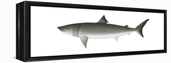 Basking Shark (Cetorhinus Maximus), Fishes-Encyclopaedia Britannica-Framed Stretched Canvas