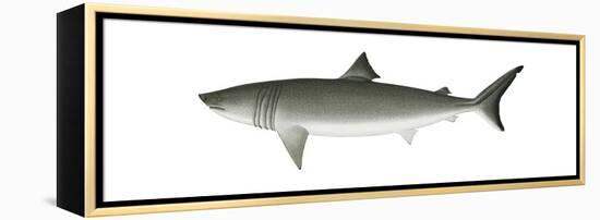 Basking Shark (Cetorhinus Maximus), Fishes-Encyclopaedia Britannica-Framed Stretched Canvas