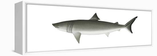 Basking Shark (Cetorhinus Maximus), Fishes-Encyclopaedia Britannica-Framed Stretched Canvas