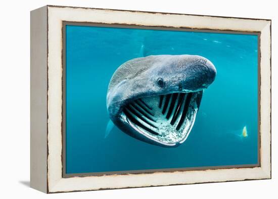 Basking shark feeding on plankton, Inner Hebrides, Scotland-Alex Mustard-Framed Premier Image Canvas