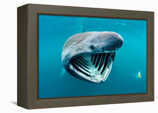 Basking shark feeding on plankton, Inner Hebrides, Scotland-Alex Mustard-Framed Premier Image Canvas